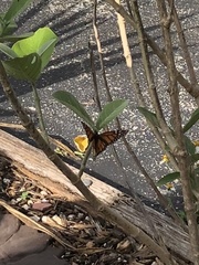 Danaus plexippus