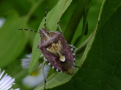 Dolycoris baccarum