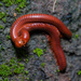 Rusty Millipede - Photo (c) portioid, some rights reserved (CC BY-SA), uploaded by portioid