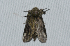 Heterocampa obliqua