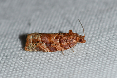 Argyrotaenia tabulana