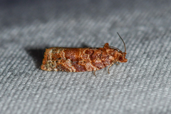Argyrotaenia tabulana