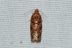 Argyrotaenia tabulana