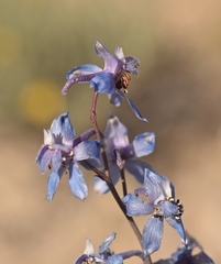 Delphinium parishii parishii