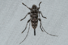 Graphisurus fasciatus