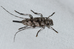 Graphisurus fasciatus