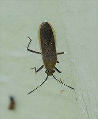 Catorhintha selector