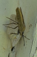 Catorhintha selector