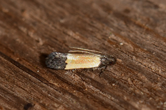 Anacampsis coverdalella