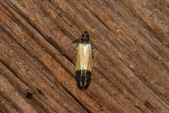 Anacampsis coverdalella
