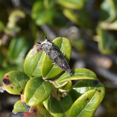 Ancylis unguicella