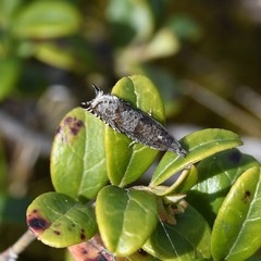 Ancylis unguicella