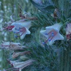 Echium boissieri