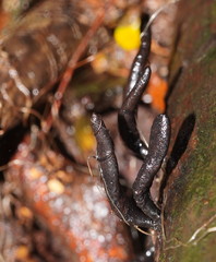 Xylaria castorea