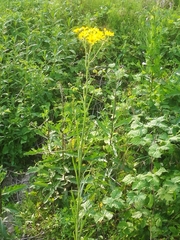 Jacobaea paludosa paludosa