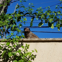Callithrix penicillata