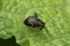 Halticini