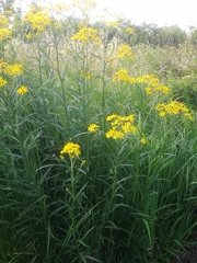 Jacobaea paludosa paludosa