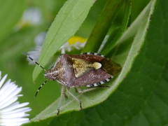 Dolycoris baccarum