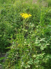 Jacobaea paludosa paludosa