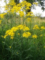 Jacobaea paludosa paludosa