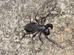 Thelyphonus sepiaris