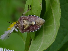 Dolycoris baccarum