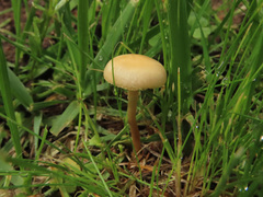 Agrocybe paludosa