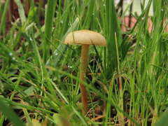 Agrocybe paludosa