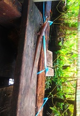 Eutropis multifasciata