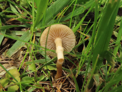Agrocybe paludosa