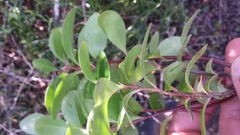 Pterocelastrus tricuspidatus