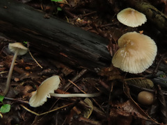 Mycena arcangeliana