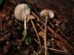 Mycena arcangeliana