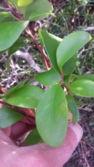 Pterocelastrus tricuspidatus