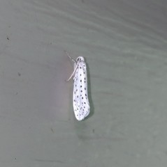 Yponomeuta multipunctella