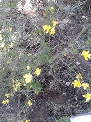Jasminum primulinum