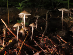 Mycena arcangeliana
