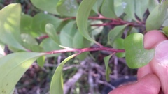 Pterocelastrus tricuspidatus