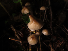 Mycena arcangeliana