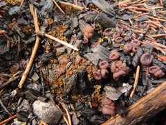 Geoscypha violacea