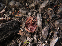 Geoscypha violacea