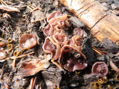 Geoscypha violacea