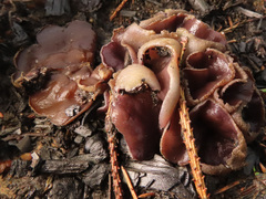Geoscypha violacea