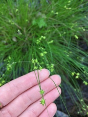 Carex atlantica