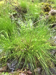 Carex atlantica