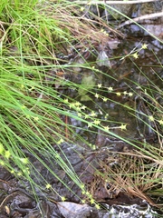 Carex atlantica