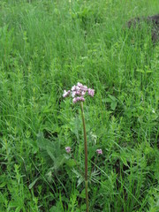Valeriana rossica