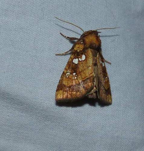Northern burdock borer moth
