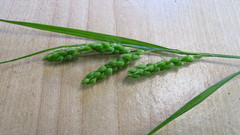 Carex davisii